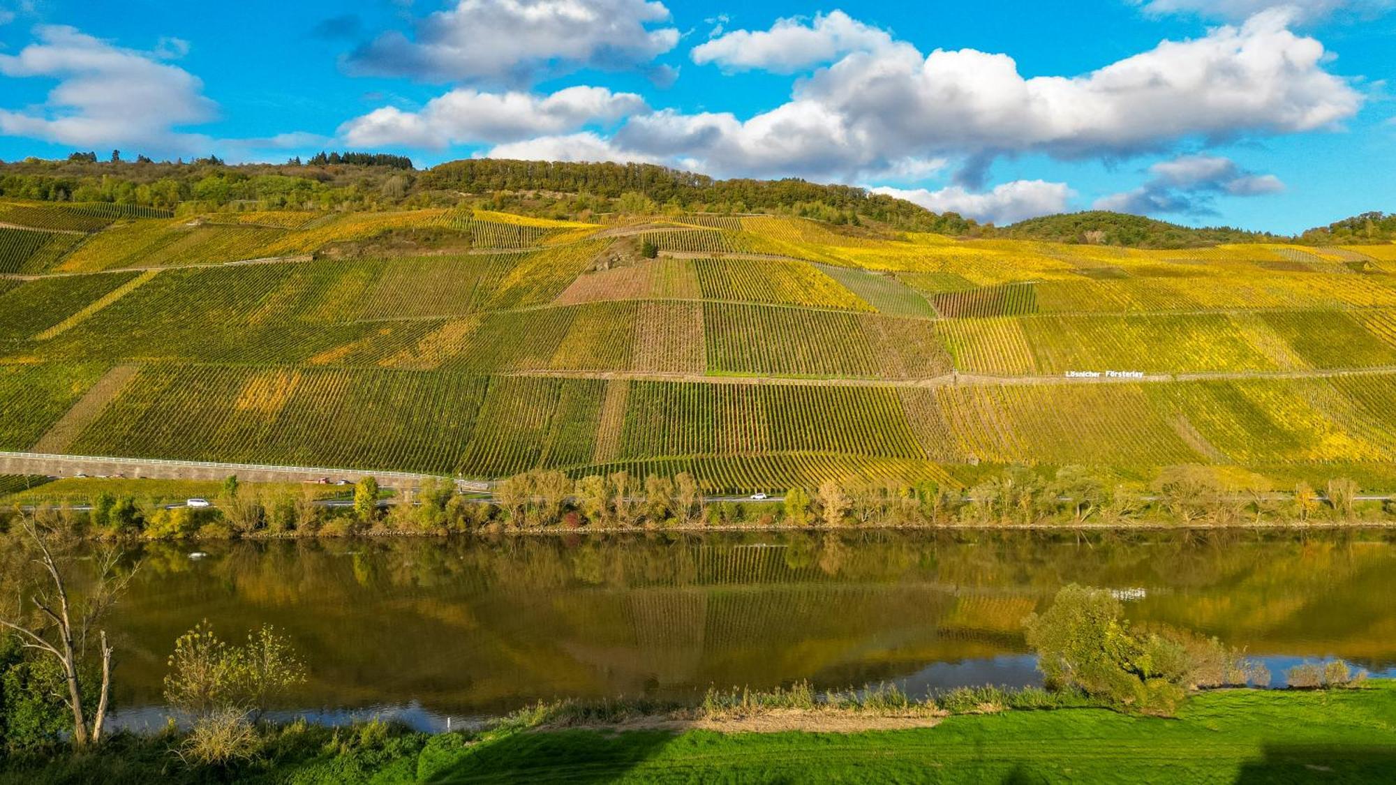 Moselappartements By Weingut Marco Adamy Lösnich Zewnętrze zdjęcie